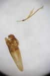 Nemophora metallica
