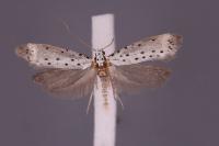 Yponomeuta irrorella