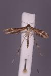 Oxyptilus distans