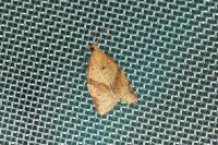 Clepsis consimilana