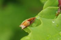 Ancylis mitterbacheriana