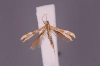 Marasmarcha oxydactyla