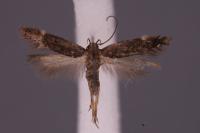 Aproaerema suecicella