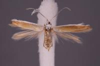Coleophora vulpecula