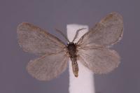 Rebelia plumella surientella