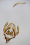 Rebelia plumella surientella