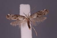 Paraswammerdamia albicapitella