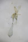 Paraswammerdamia albicapitella