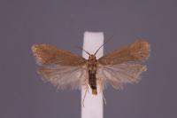 Acompsia cinerella