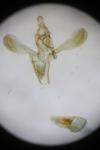 Acompsia cinerella
