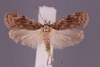 Depressaria pulcherrimella
