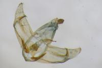 Depressaria pulcherrimella