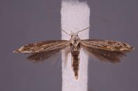 Isophrictis striatella