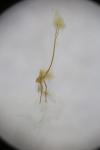 Isophrictis striatella