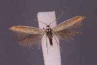 Coleophora vulpecula