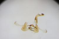 Coleophora vulpecula