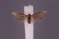 Scythris grandipennis
