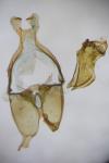 Scythris grandipennis