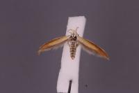 Coleophora vulpecula
