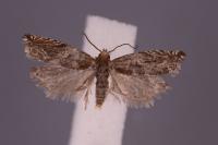 Ancylis comptana