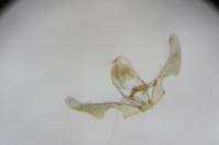 Ancylis comptana