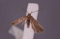 Stomopteryx remissella