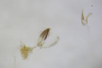 Stomopteryx remissella