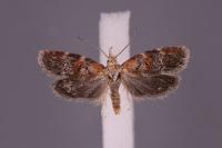 Anchinia cristalis