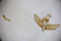 Anchinia cristalis