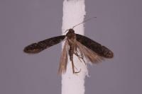 Aproaerema anthyllidella