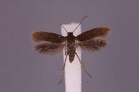 Scythris binotiferella