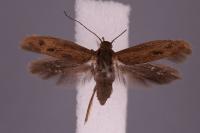 Scythris binotiferella