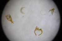 Scythris binotiferella