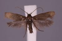 Scythris clavella