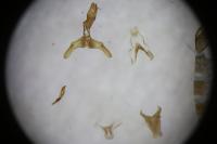 Scythris clavella