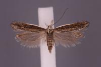 Sophronia semicostella