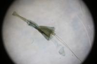 Sophronia semicostella