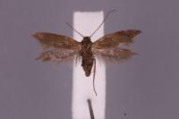 Scythris larzacensis