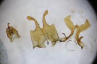 Scythris larzacensis