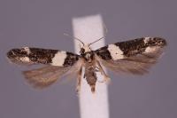 Recurvaria leucatella