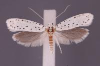 Yponomeuta cagnagella
