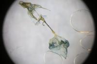 Yponomeuta cagnagella