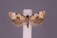 Brevicornutia pallidana