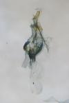 Brevicornutia pallidana