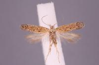 Ephysteris inustella