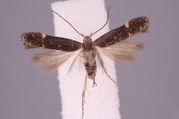 Aproaerema suecicella