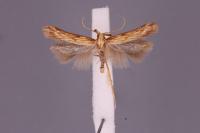 Metzneria neuropterella