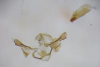 Metzneria neuropterella