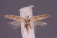 Ephysteris inustella