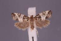 Spilonota laricana